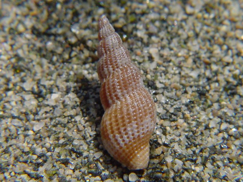 Raphitoma sp.